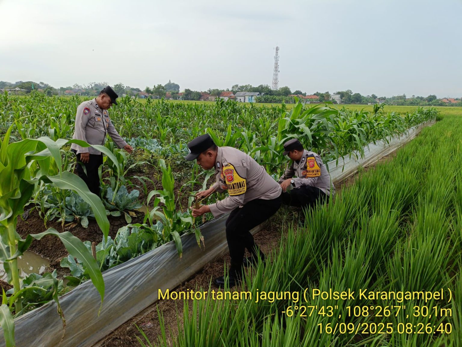 Polsek Karangampel Dampingi Program Asta Cita, Monitoring Lahan Jagung di Desa Dukuh Tengah