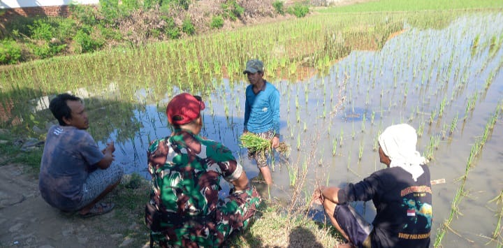 Babinsa Koramil 1608 Karangampel Indramayu Lakukan Komsos Bersama Petani Desa Dukuh Tengah